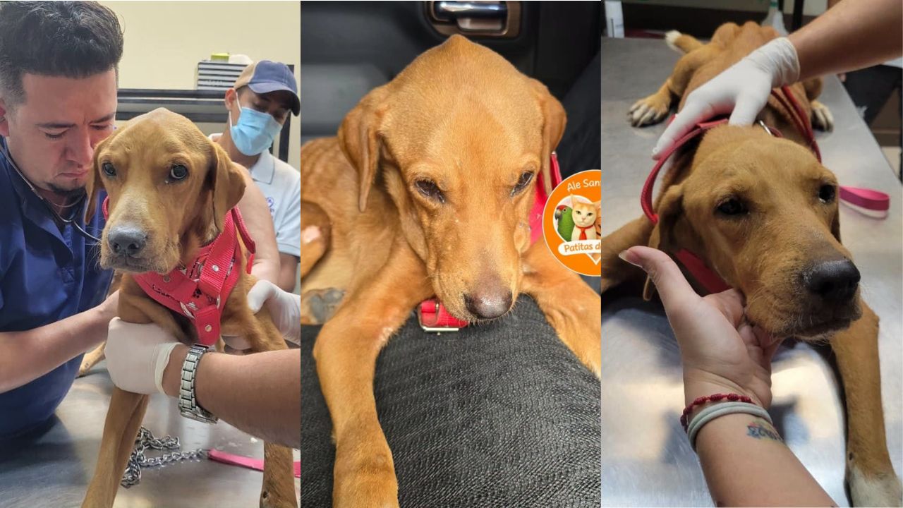 PETA alza la voz por perro arrastrado por su dueño en Choloma
