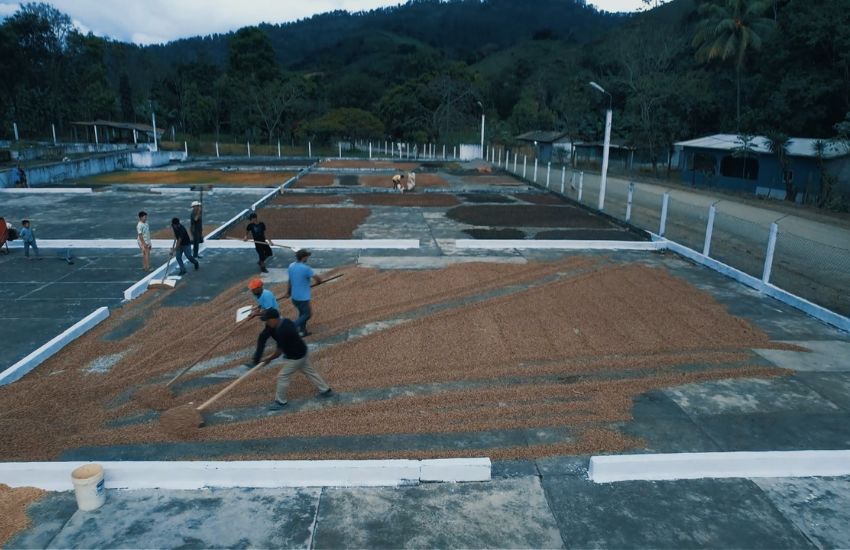 Destinan L100 millones para rehabilitar hasta 250 kilómetros de vías cafetaleras