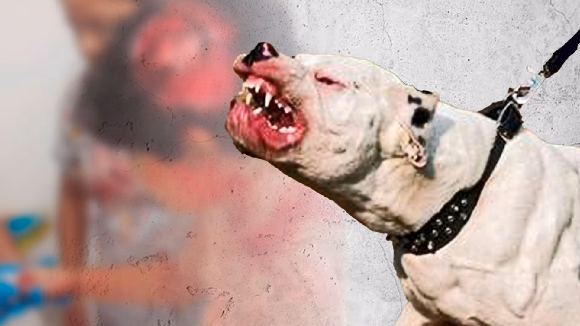 Más de 10 ataques de perros pitbull se registran cada año en el Distrito Central