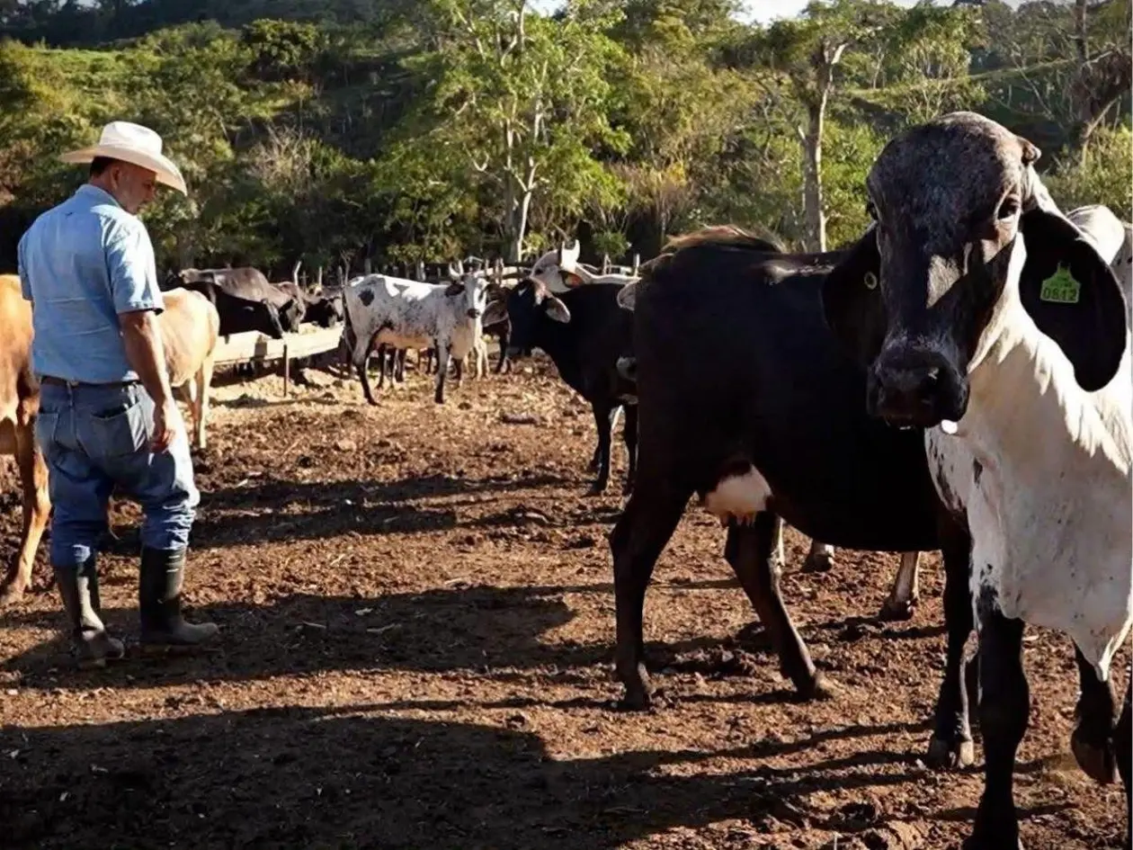 Sequía golpea a la ganadería hondureña y amenaza la recuperación del hato