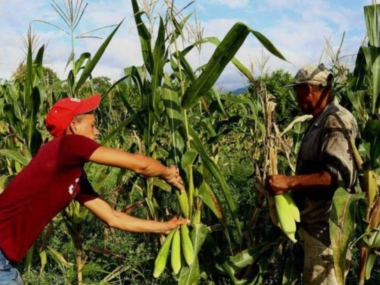 Honduras redujo su producción y ahora depende cada vez más de las remesas