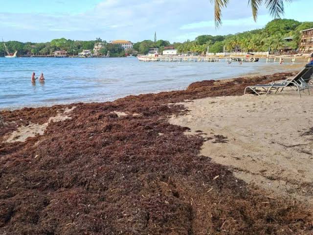 COPECO advierte sobre el arribo masivo de sargazo a las costas del Caribe hondureño para este fin de semana