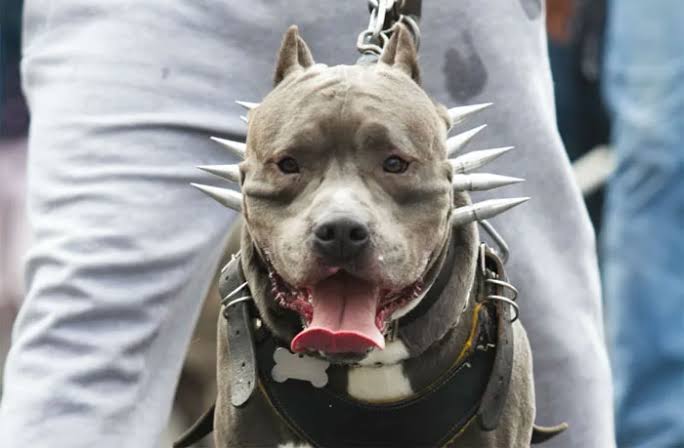 Esto establece la ley hondureña sobre la tenencia de perros potencialmente peligrosos