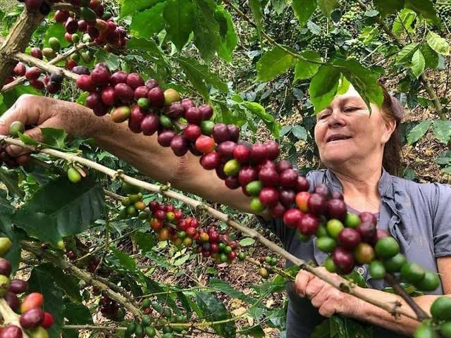 Aumento de la oferta mundial presiona el precio del café hondureño